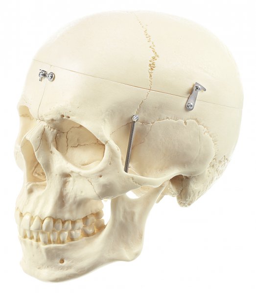 Artificial Human Skull