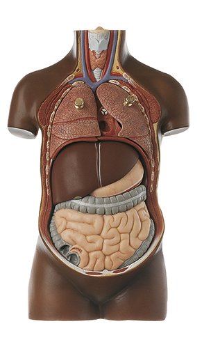 Petit torse de jeune homme, sans tête