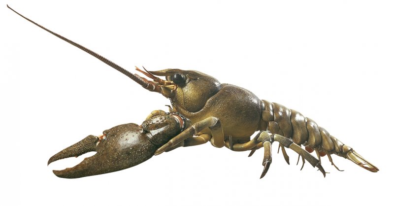European Crayfish or Noble Crayfish