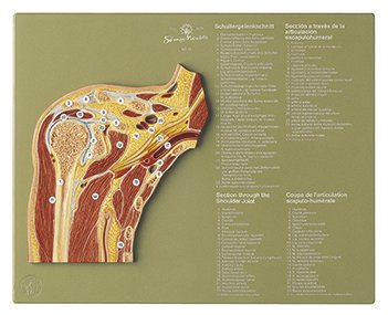 Section through the Shoulder Joint