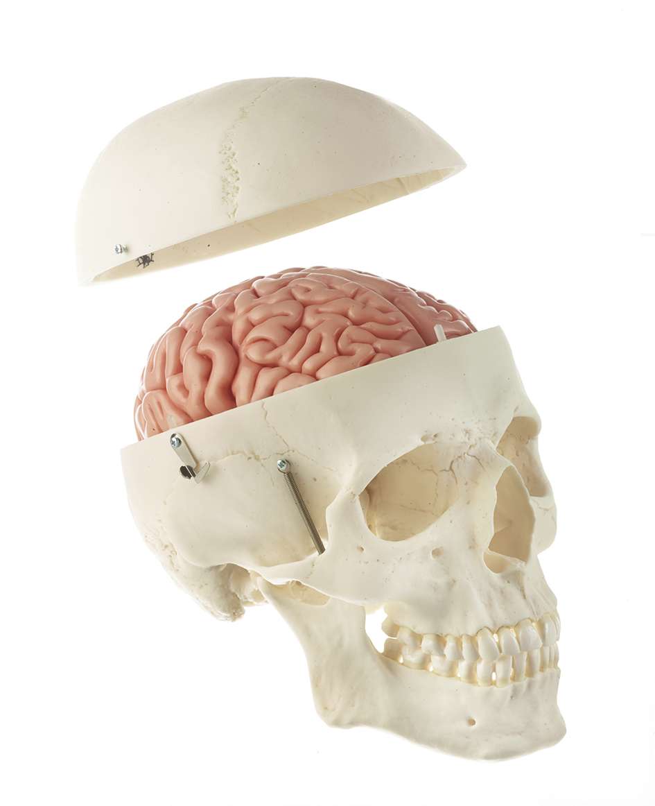 SOMSO Artificial Human Skull Model, 2 parts, Removable Lower Jaw –  GTSimulators.com