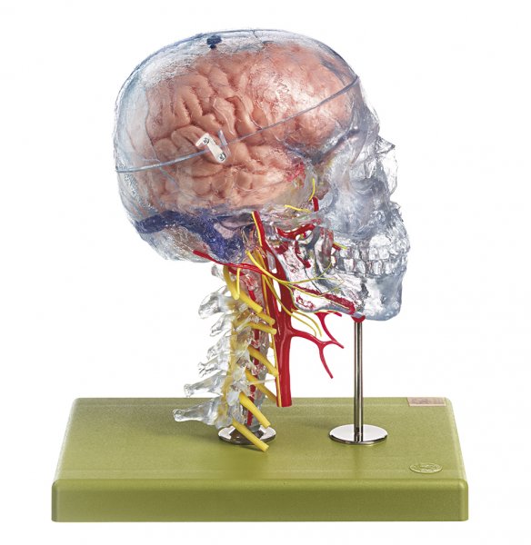 Modelo de cabeza neuroanatómico