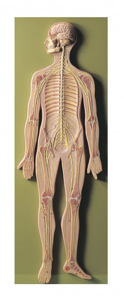 Nervous System