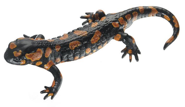 Salamandra común manchada