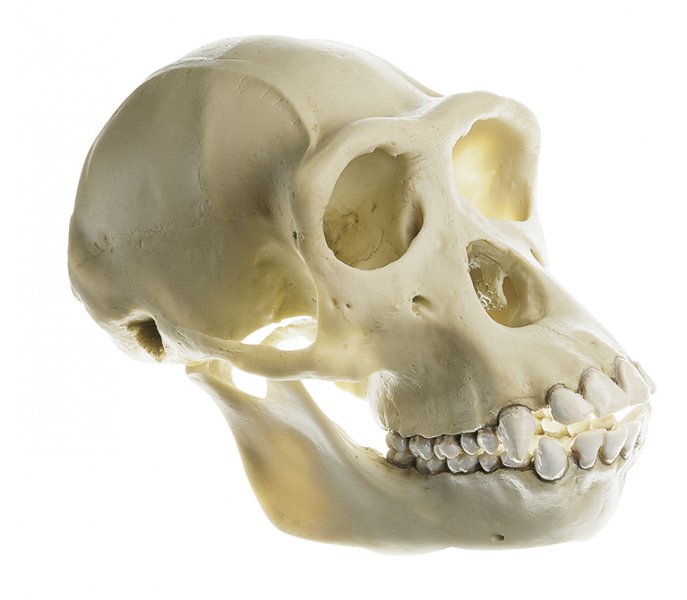 Cranio di scimpanze