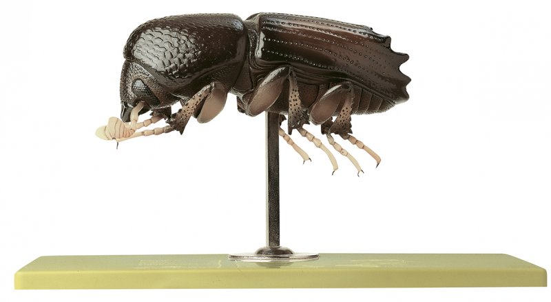 Escarabajo de la corteza