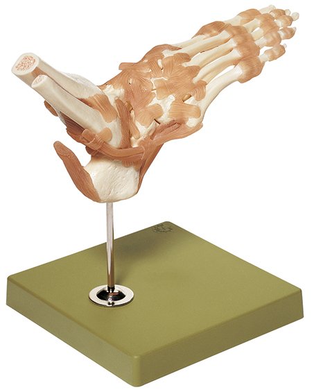 Modelo funcional de las articulaciones del pie