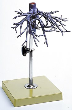 Model of the Hepatic Veins