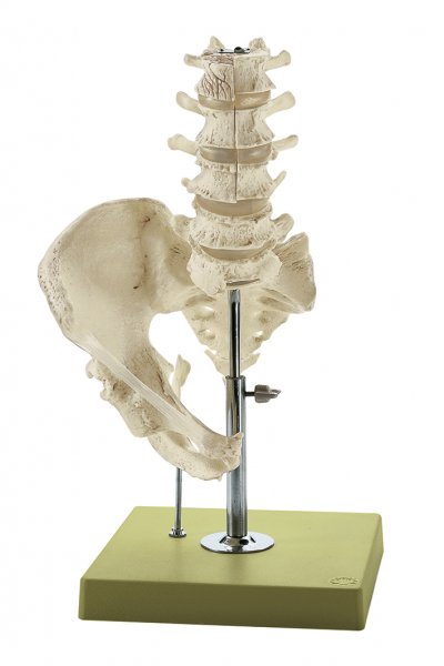 Modelo de columna vertebral lumbar sin nervios