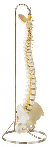 Vertebral Column with Pelvis