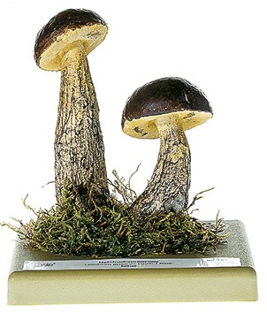 Leccinum griseum