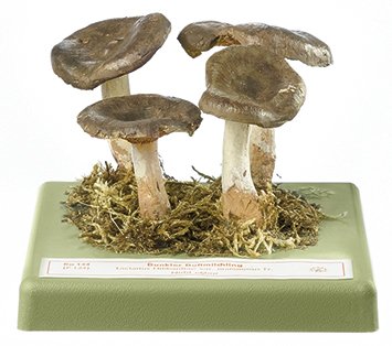 Lactarius mammosus