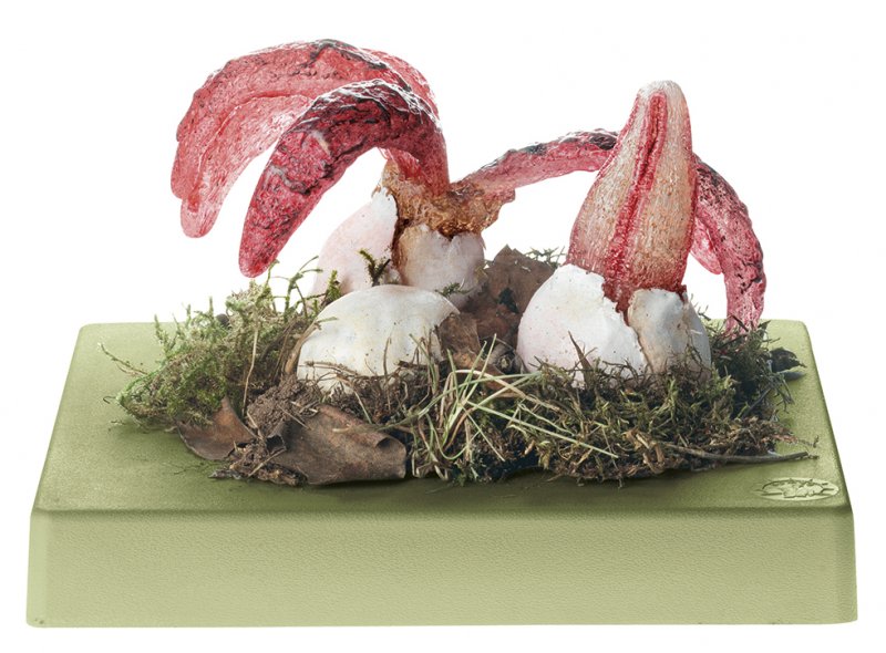 Octopus Stinkhorn