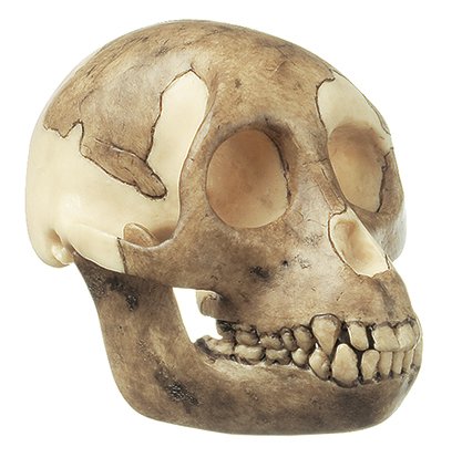 Ricostruzione del cranio di Proconsul africanus