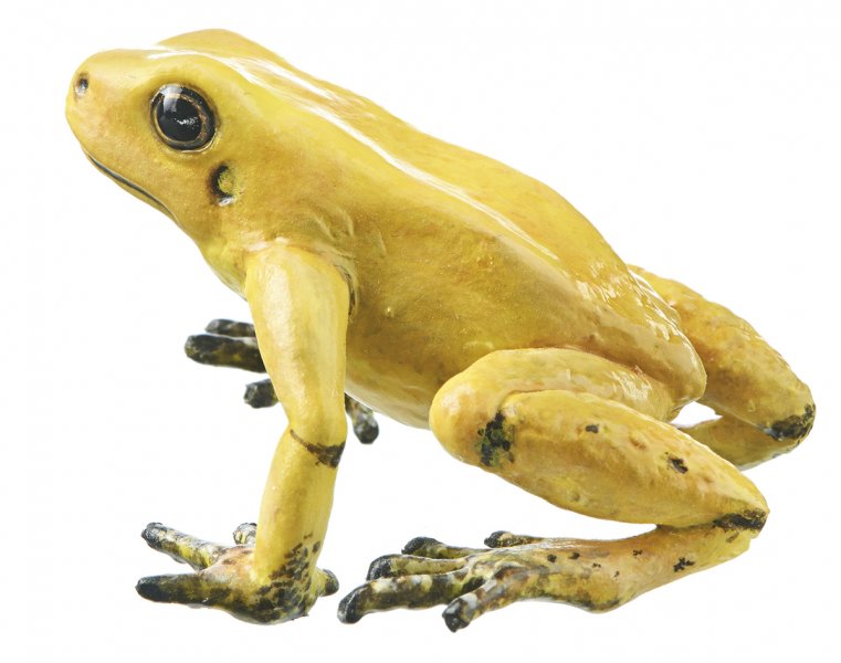 Golden Poison Frog