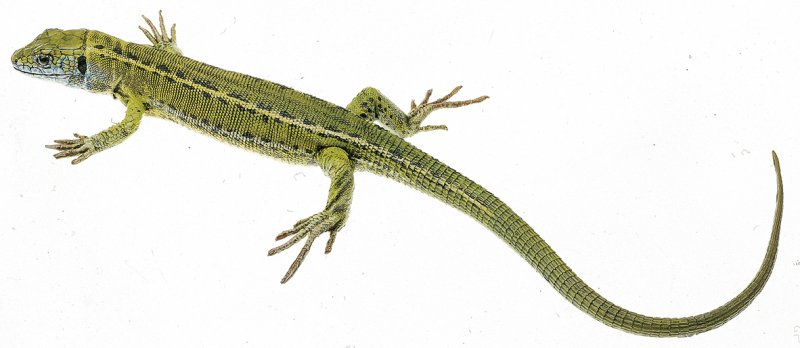 Lézard vert, femelle, (n'ayant pas encore atteint l'âge adulte)