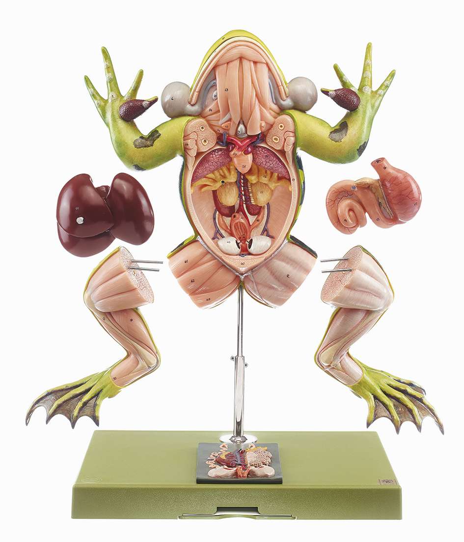 Edible Frog (ZoS 100/1) · Zoology models | SOMSO®