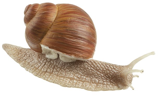 Weinbergschnecke