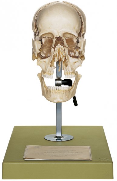 Artificial Bauchene Skull of an Adult