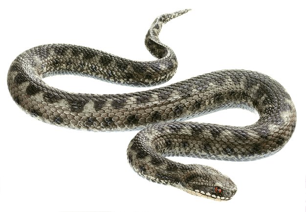 Vipera b. berus