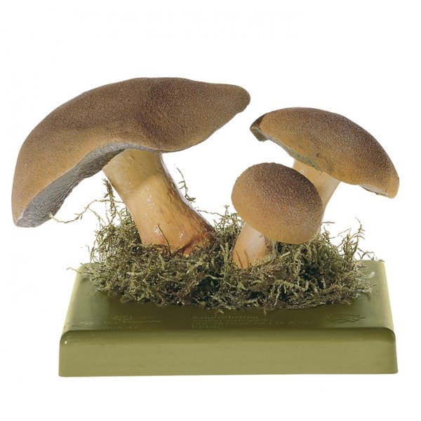 Velvet Bolete