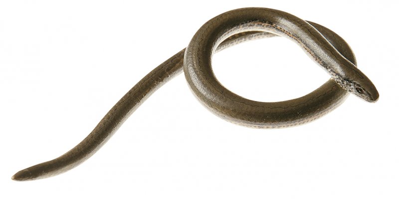 Slow Worm