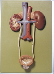 Appareil urinaire Appareil urinaire