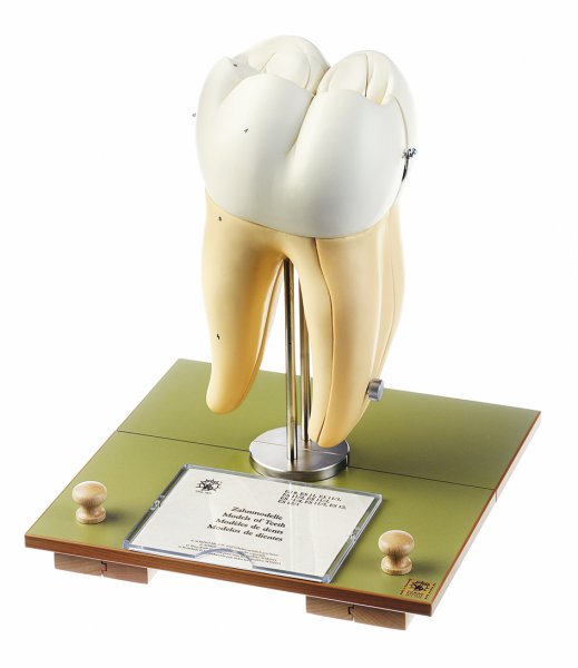 Primer molar inferior derecho