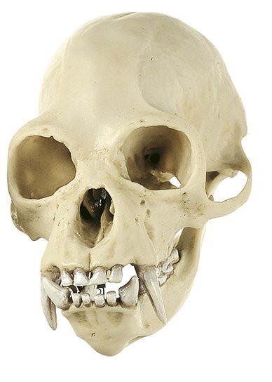 Gibbon Skull