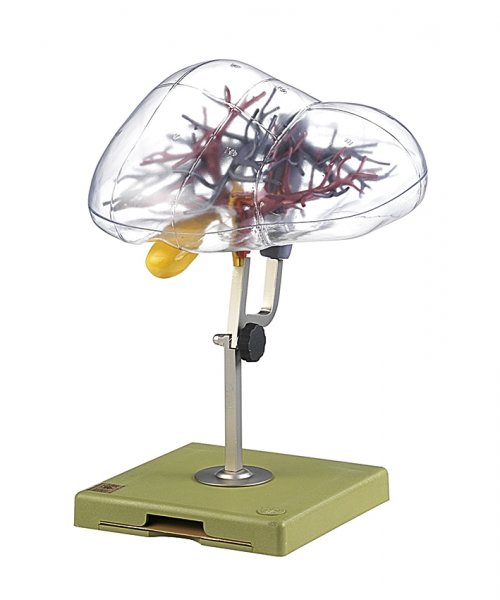 Model of the Surgical Division of the Liver into Segments