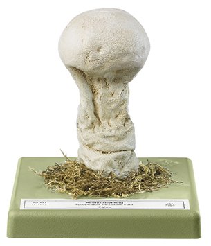 Calvatia excipuliformis