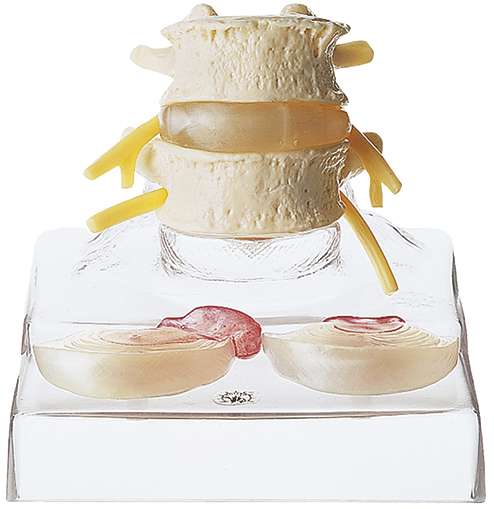 Segments of the Spine › Anatomy models | SOMSO®