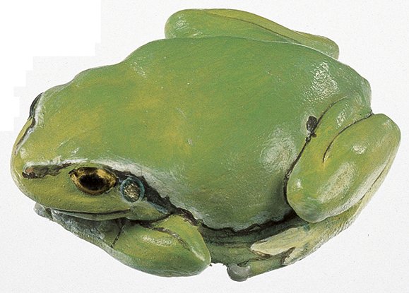 Common Tree Frog