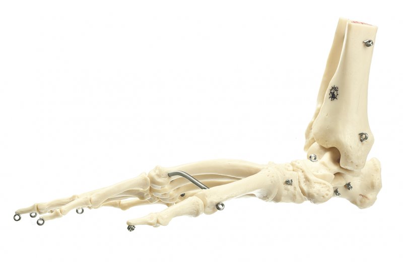 Esqueleto de pie de chimpancé