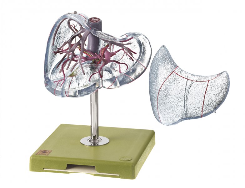 Vascular Architecture of the Liver