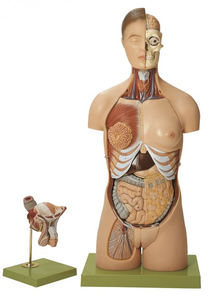 Modelo de torso con cabeza y órganos genitales intercambiables