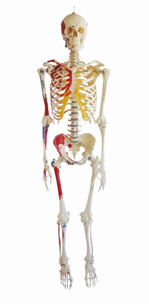 Artificial Human Skeleton