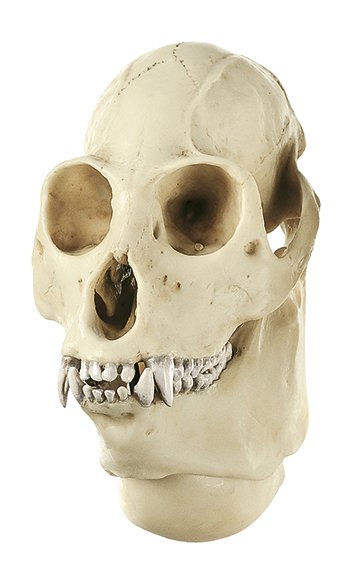 Cráneo de mono aullador