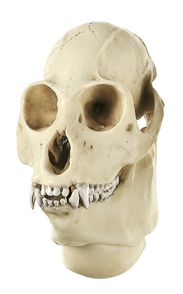 Howling Monkey Skull