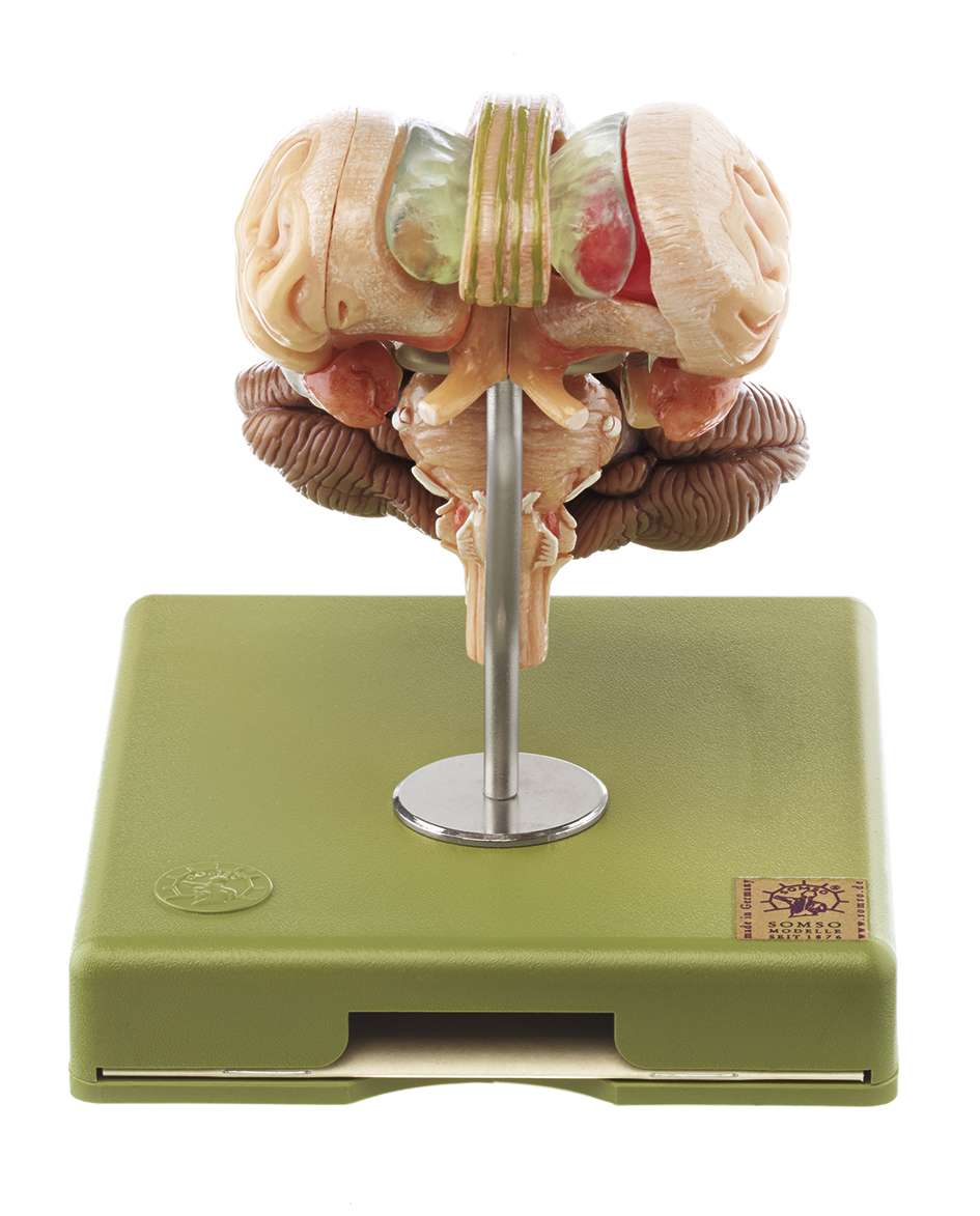 Model of Brain Stem in 12 parts (BS 25/2-T) · Anatomy models | SOMSO®
