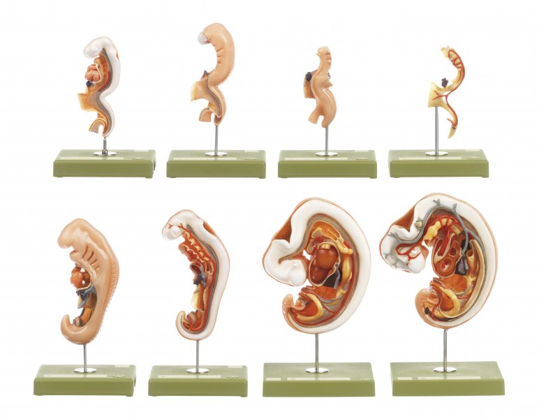 Modelli per l’anatomia di embrioni umani