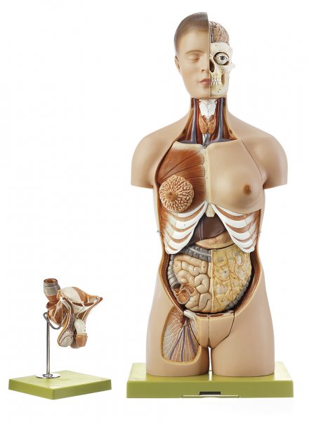 Torso with Head and Interchangeable Male and Female Genitalia