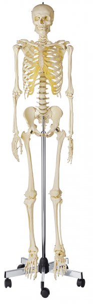 Künstliches Homo-Skelett