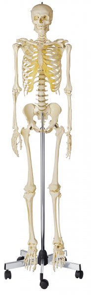 Artificial Human Skeleton