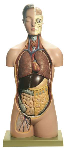 Anatomy models | SOMSO®