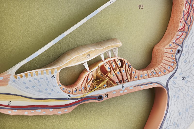 Section Through the Central Spiral of the Cochlea (DS 10) · Anatomy ...