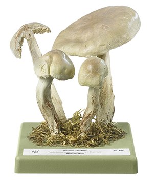 Tricholoma saponaceum