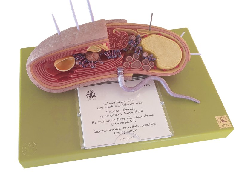 Reconstruction d’une cellule bactérienne (à Gram positif)