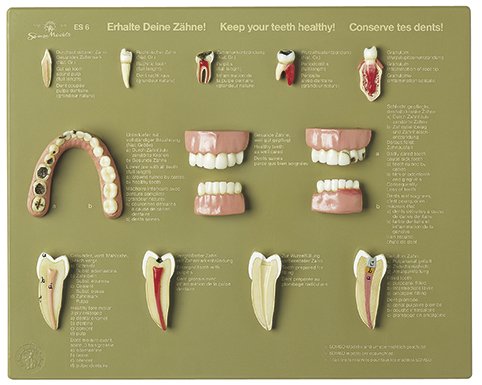 Vitrine «Prends soin de tes dents»