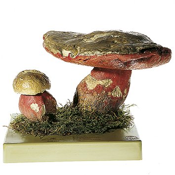 Boletus satanas